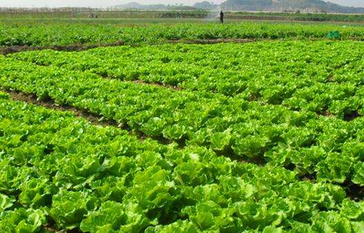 農(nóng)藥殘留超標(biāo)，不用怕，食品安全檢測儀幫您檢測