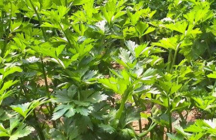 農殘快速檢測儀 農殘快速檢測儀