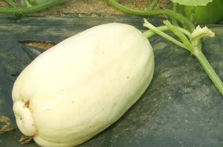 農(nóng)殘快速檢測(cè)儀 農(nóng)殘快速檢測(cè)儀