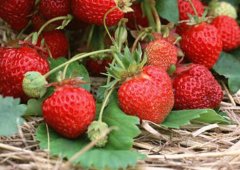 這種水果農(nóng)殘排名第一，你還敢吃嗎？