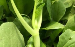 如何讓消費者買到放心農產品？