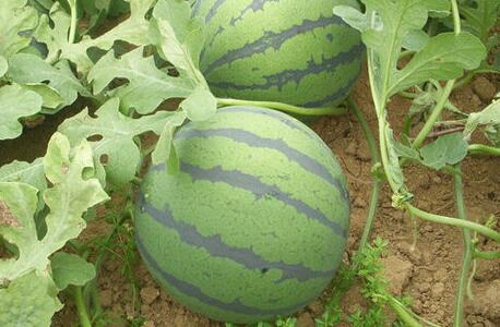 農殘快速檢測儀 農殘快速檢測儀