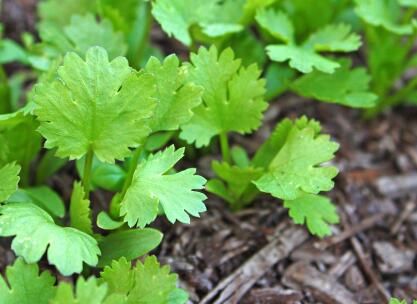 果蔬農殘檢測儀 果蔬農殘檢測儀