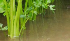 肉制品檢測(cè)儀價(jià)格，該如何選擇？