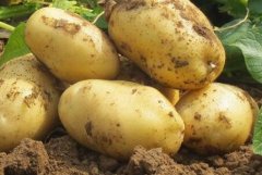 農藥殘留超標的標準是什么，如何檢測？