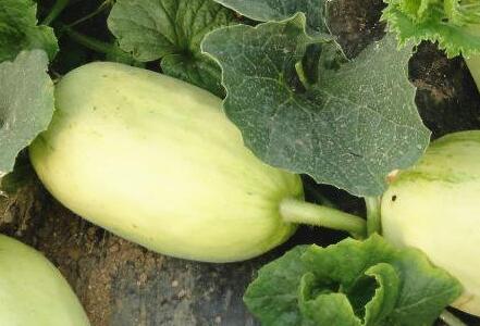 食品安全檢測(cè)儀 食品安全檢測(cè)儀